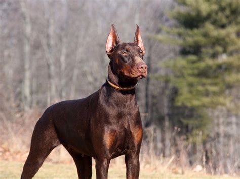 doberman for sale colorado|european doberman pinscher for sale.